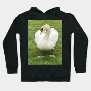 From Ugly Duckling to Beautiful Swan - Royalty in the Village Hoodie